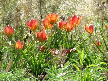Tulipa hageri 'Splendens' bestellen